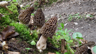 Qué es la morchella, una seta escasa y cara que puede matarte si la comes mal cocinada<em></em>